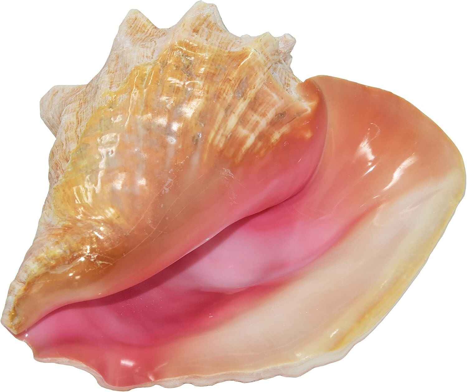 HUGE Conch Seashell (Pink) Bahamas Pink Conch Shell 8-10 inch