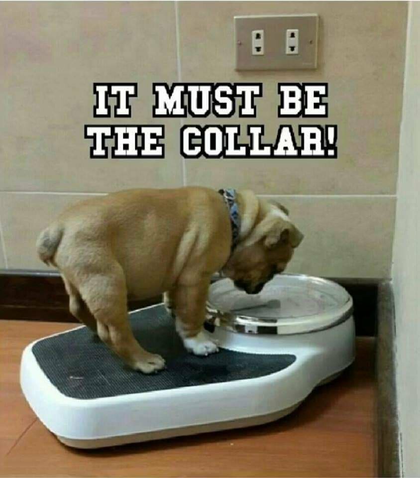 Funny Bulldog fridge magnet 3 1/2 X 3 1/2 “