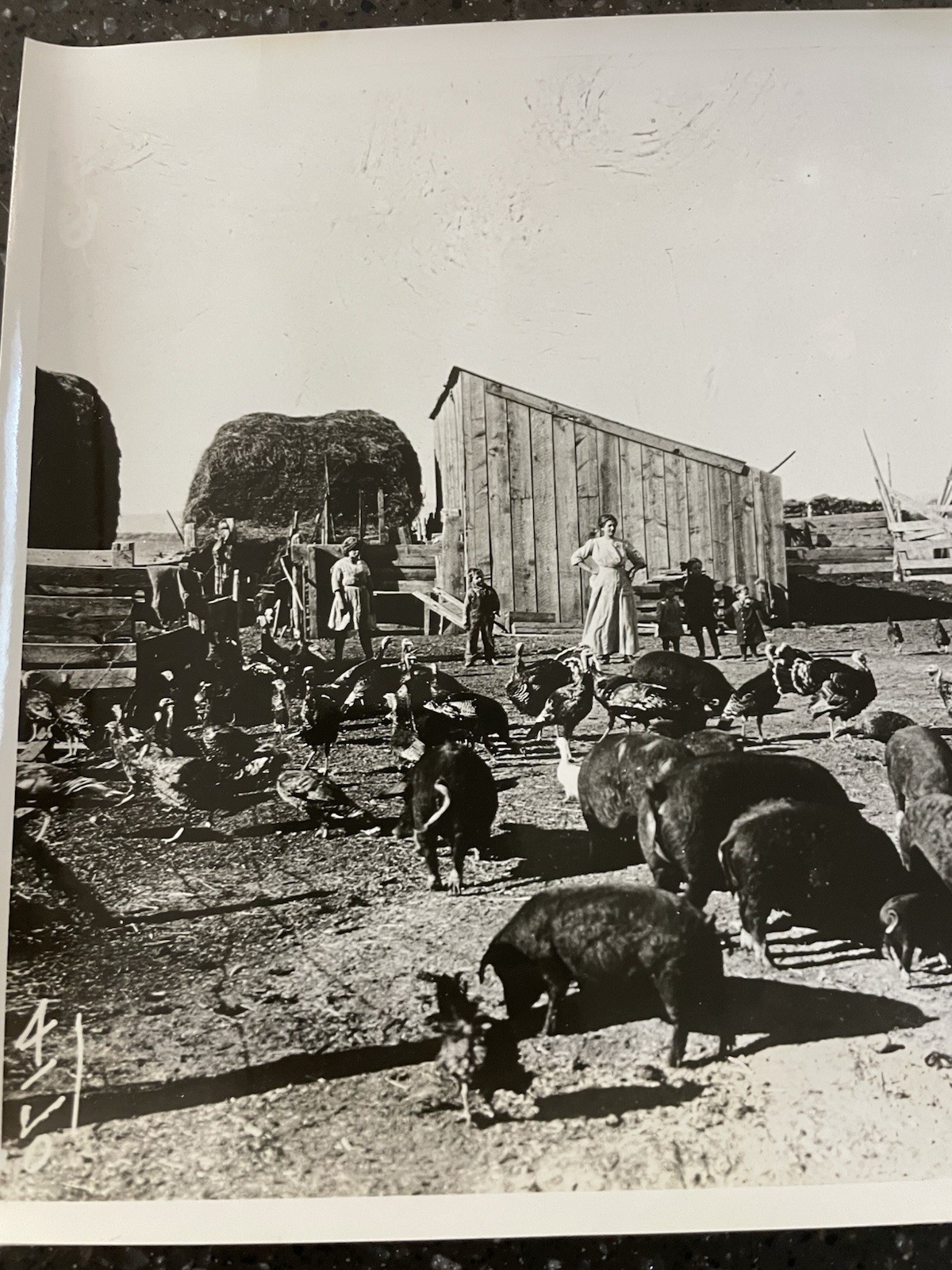 Hogs And Turkeys In Harney Valley 1914 Oregon Vtg Photo Farm Kids Old Time