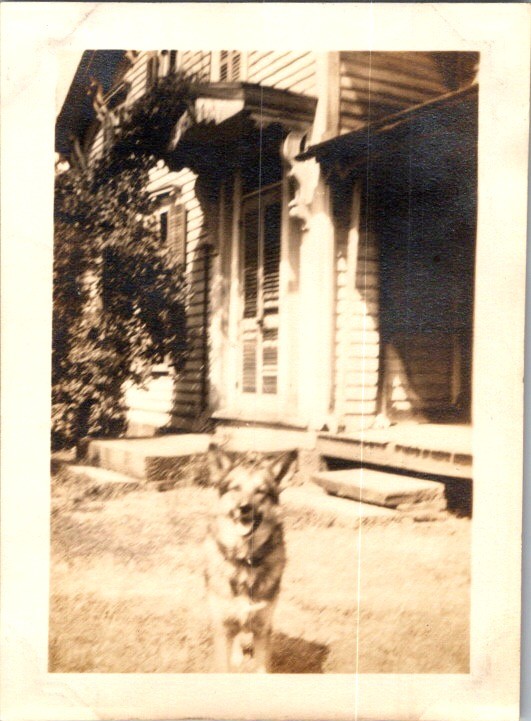 1930 German Shepherd Dog “Pal” Photograph – American Home Porch & Lawn
