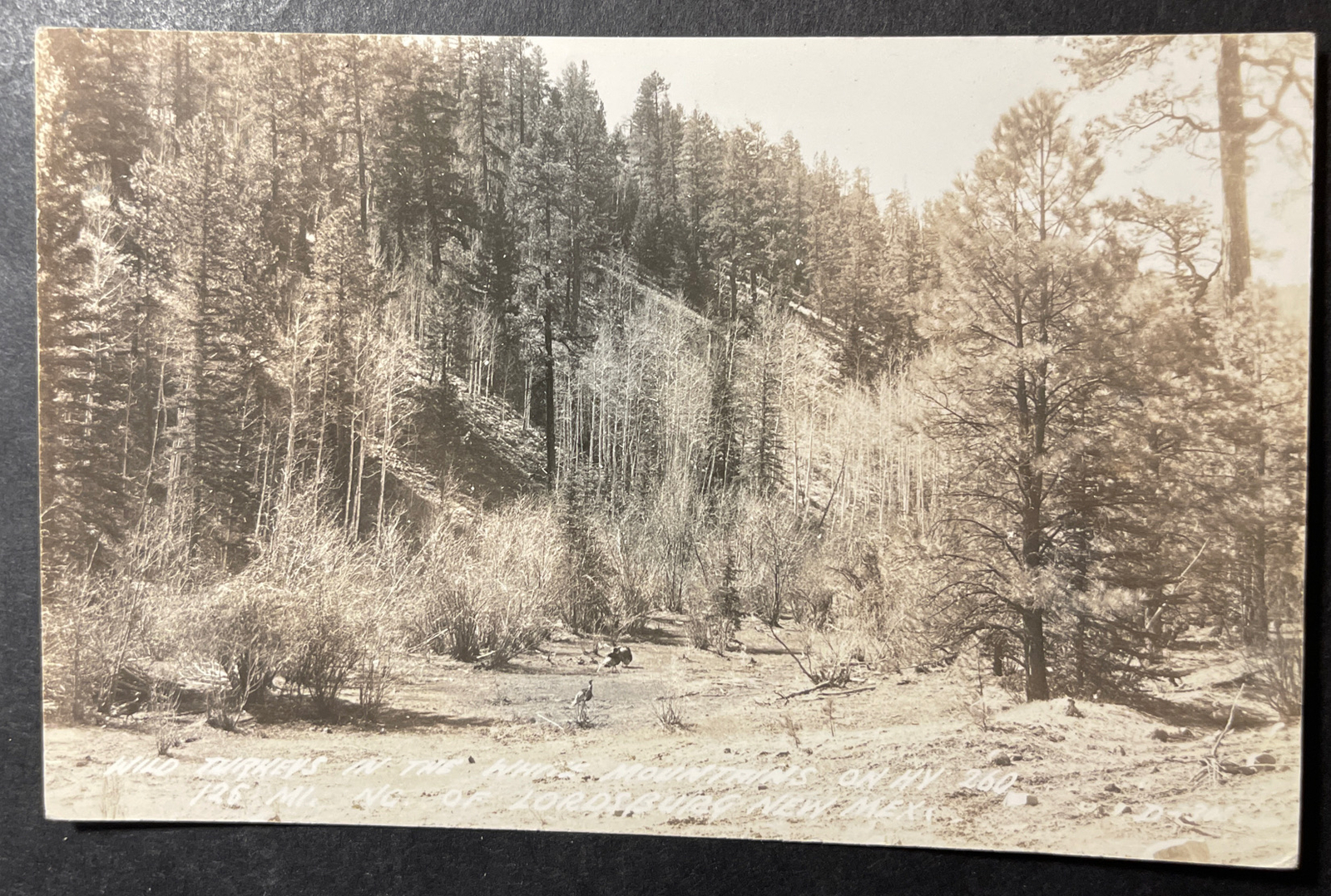 Wild Turkeys in the White Mans Hwy 260 North of Lordsburg New Mexico RPPC