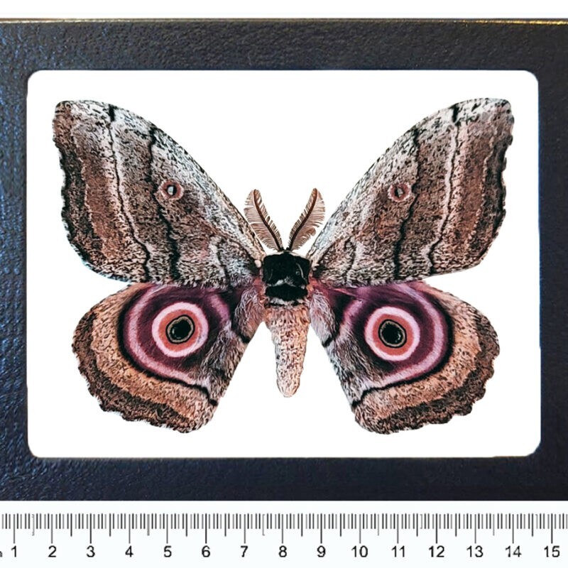 Gynanisa maja pink saturn moth Africa FRAMED