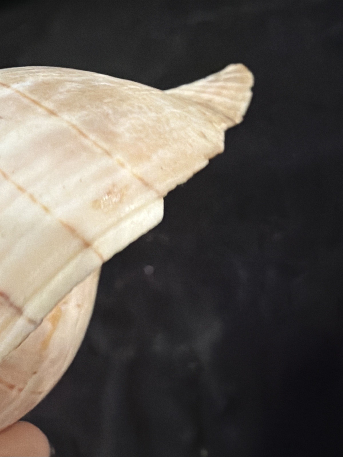 Banded Tulip, Fig Shell, & Dosinia Clam Shell Fl 1980 (S554)