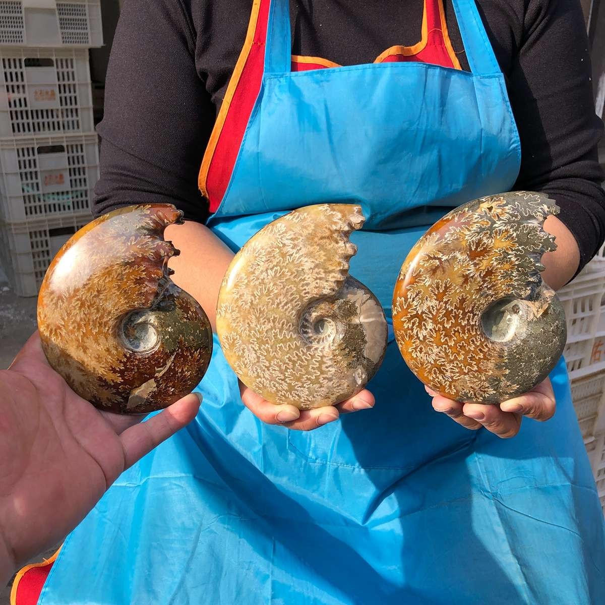 3pcs 3.41LB Natural Beautiful Ammonite Fossil Conch Crystal Specimen Healing