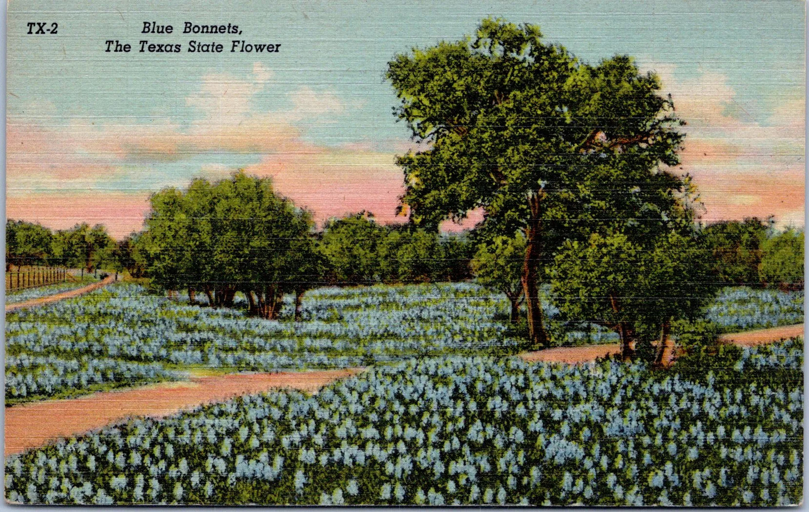 Texas, United States – Blue Bonnets Postcard