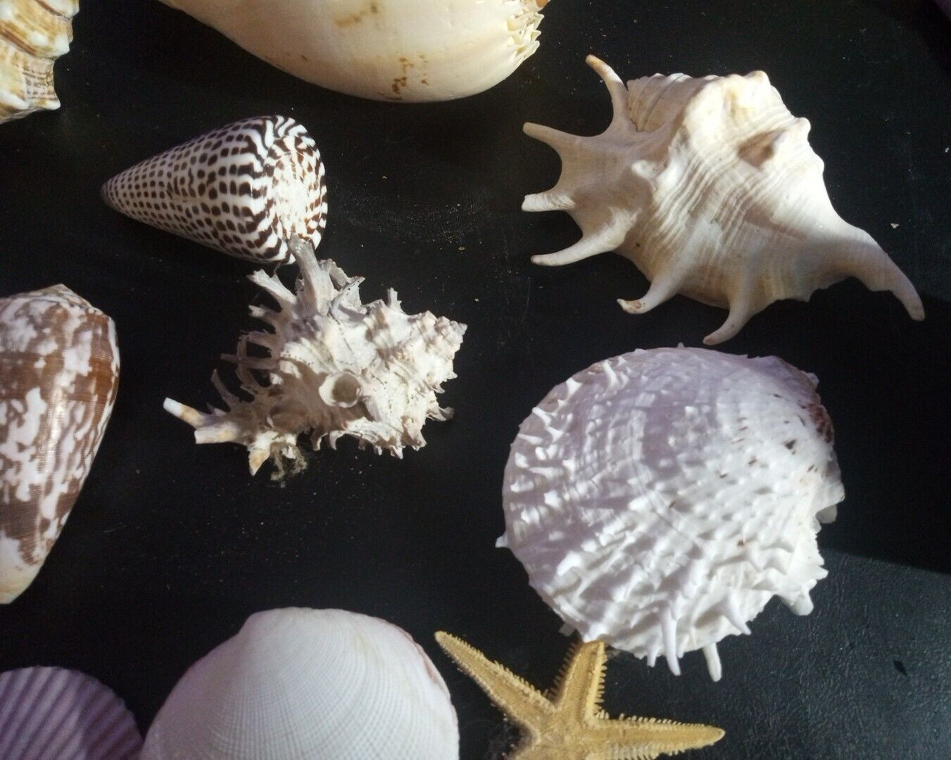 Natural Beach Mixed SeaShells sizes range from approximately 1″ to 7″