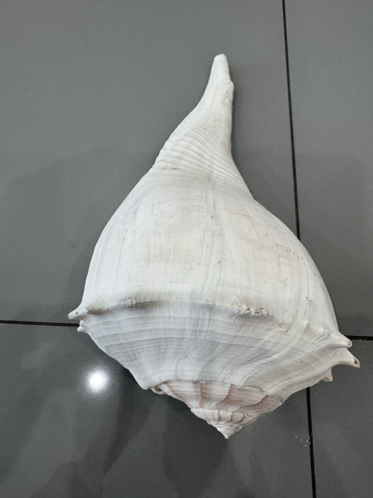 Large Florida ~Lightning Whelk Hand Collected Shell Excellent X