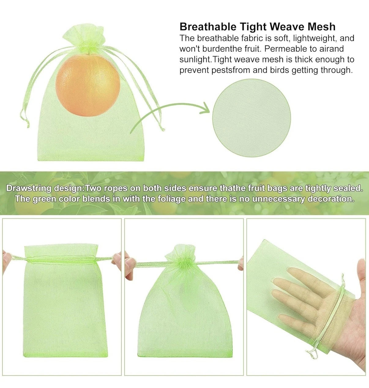 5 European Praying Mantis Egg Case Fresh Picked 2026 Free Hatching Bag