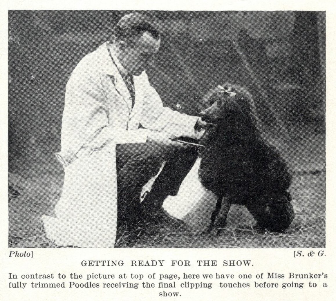 Poodle “Show” – 1934 Vintage Dog Art “Photo” Print – CUSTOM MATTED