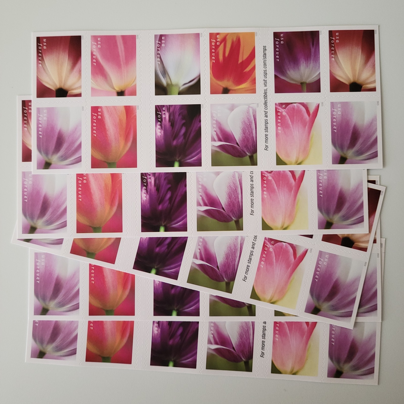 2024 Tulip Blossoms