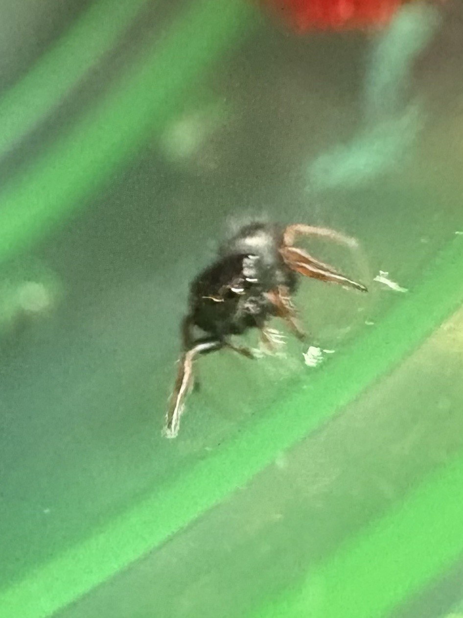 💜 2 Regal Jumping Spider Slings