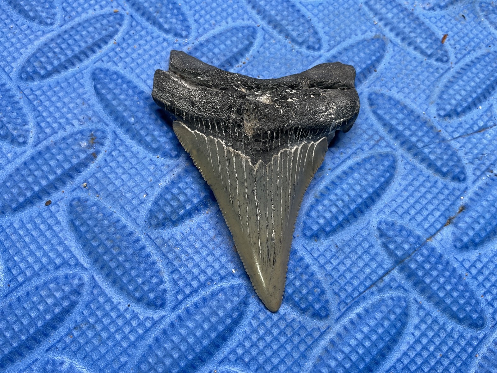 2.72 inch Angustidens shark tooth fossil from SC
