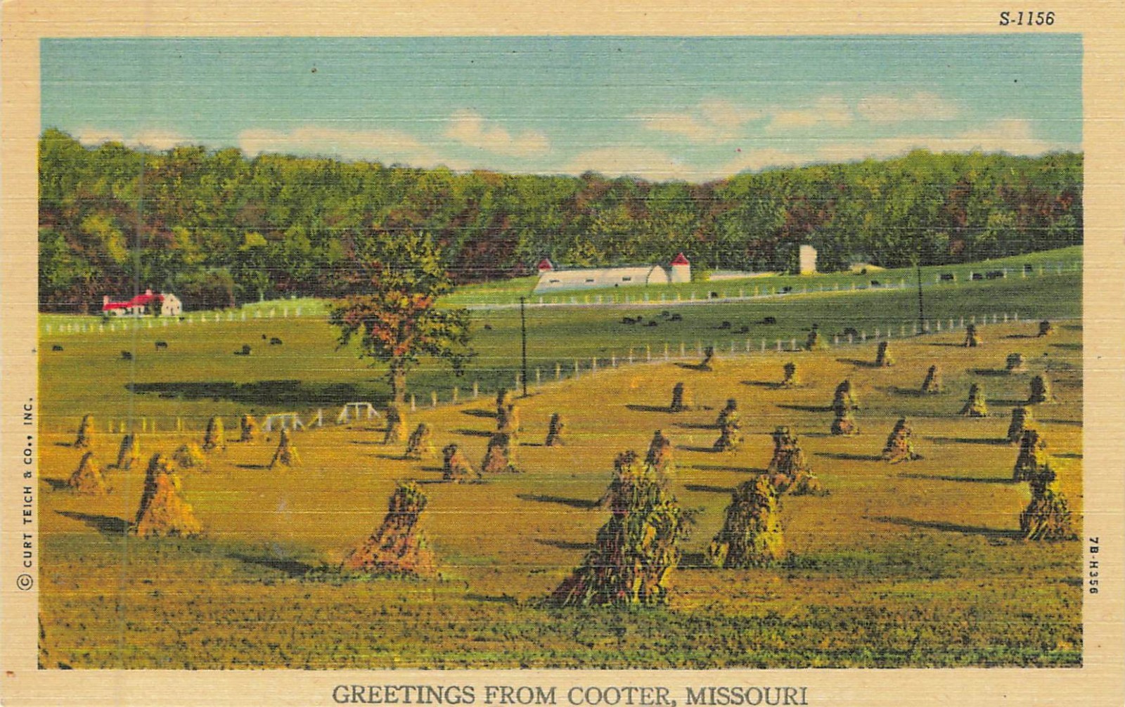 Cooter Missouri Greetings From Corn Stalks Field Farm Curt Teich Linen Postcard