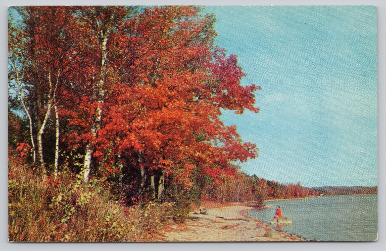 Michigan Autumn Photochrome Postcard Avery Color 1939-Now Birch Trees