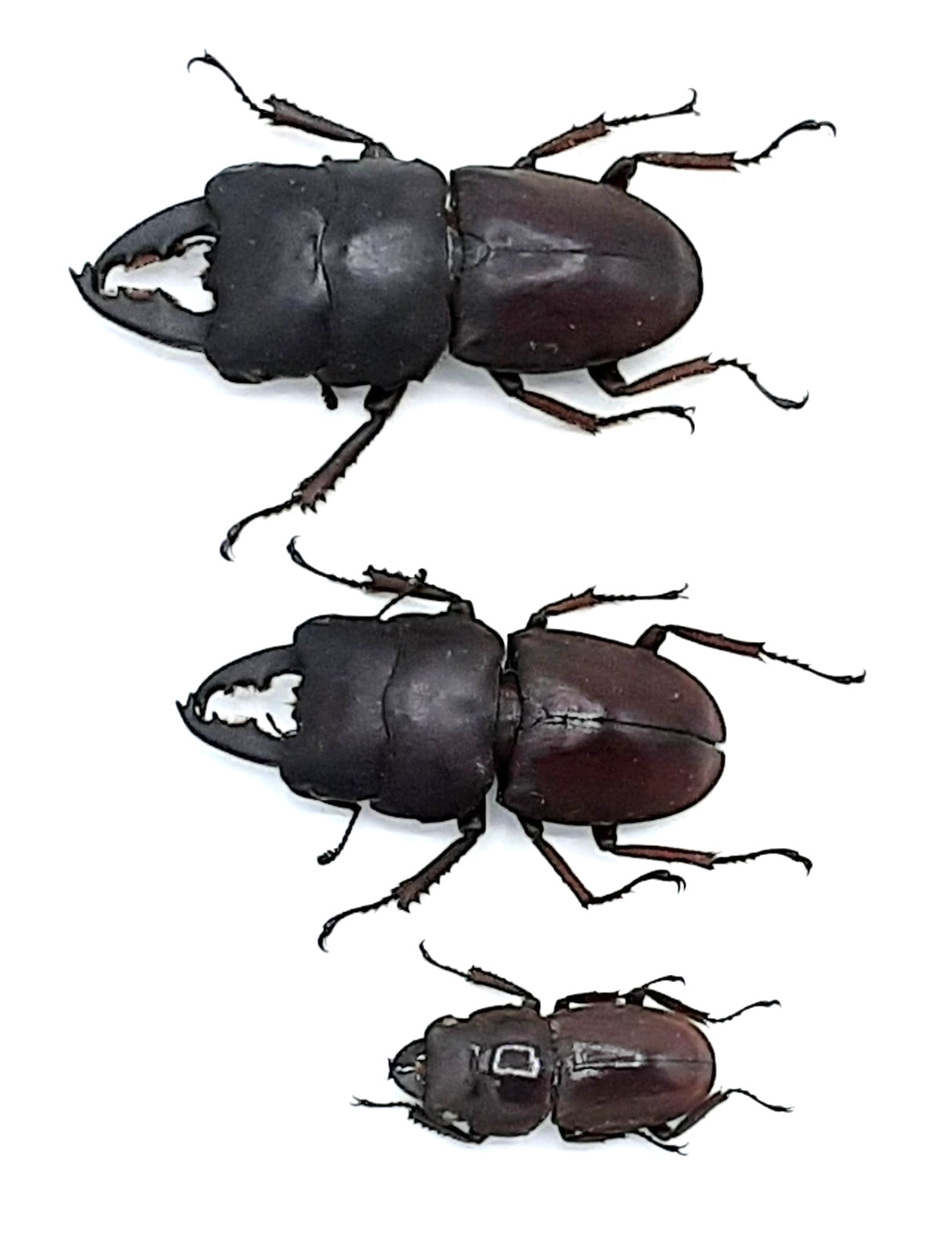 Lucanidae, 3x Serrognathus (Dorcus) taurus taurus, A1, 24/41/48mm, Sumatra