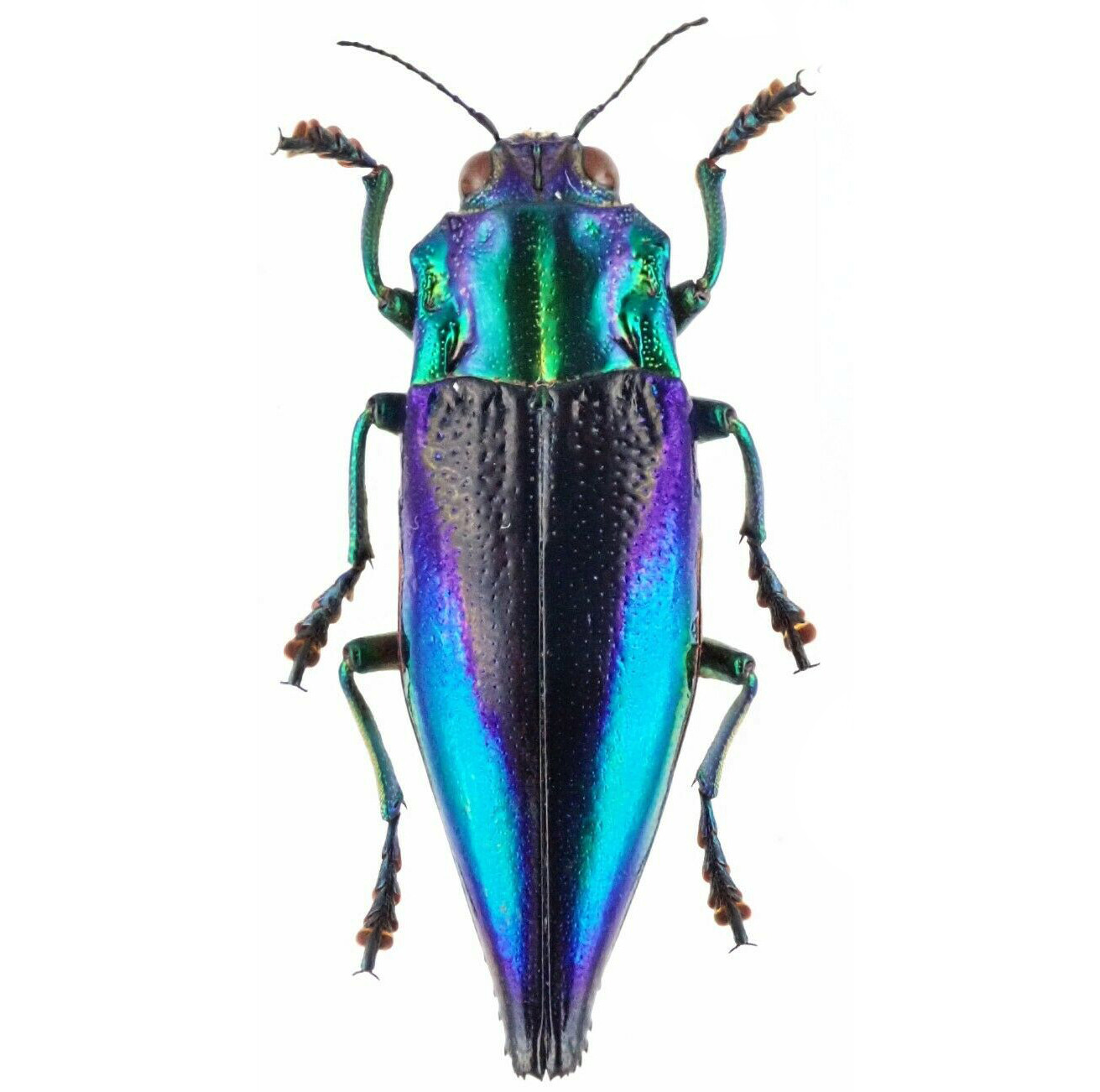 Cyphogastra calepyga ONE REAL BLUE VIOLET BUPRESTID BEETLE INDONESIA