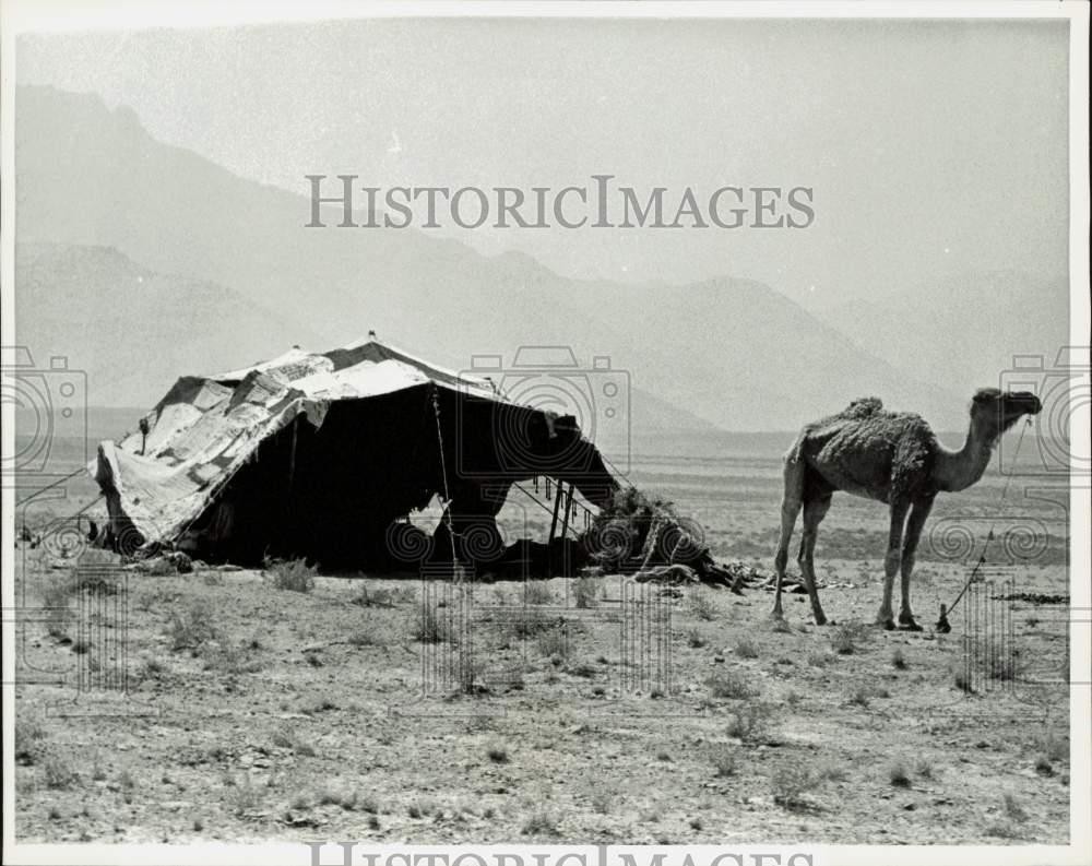 1971 Press Photo Camel and tent of nomadic family in Kabul, Afghanistan