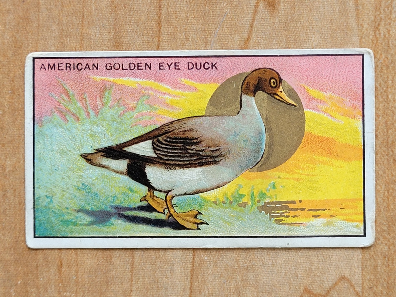 1910 T42 Bird Series White Border American Golden Eye Duck, Piedmont Back