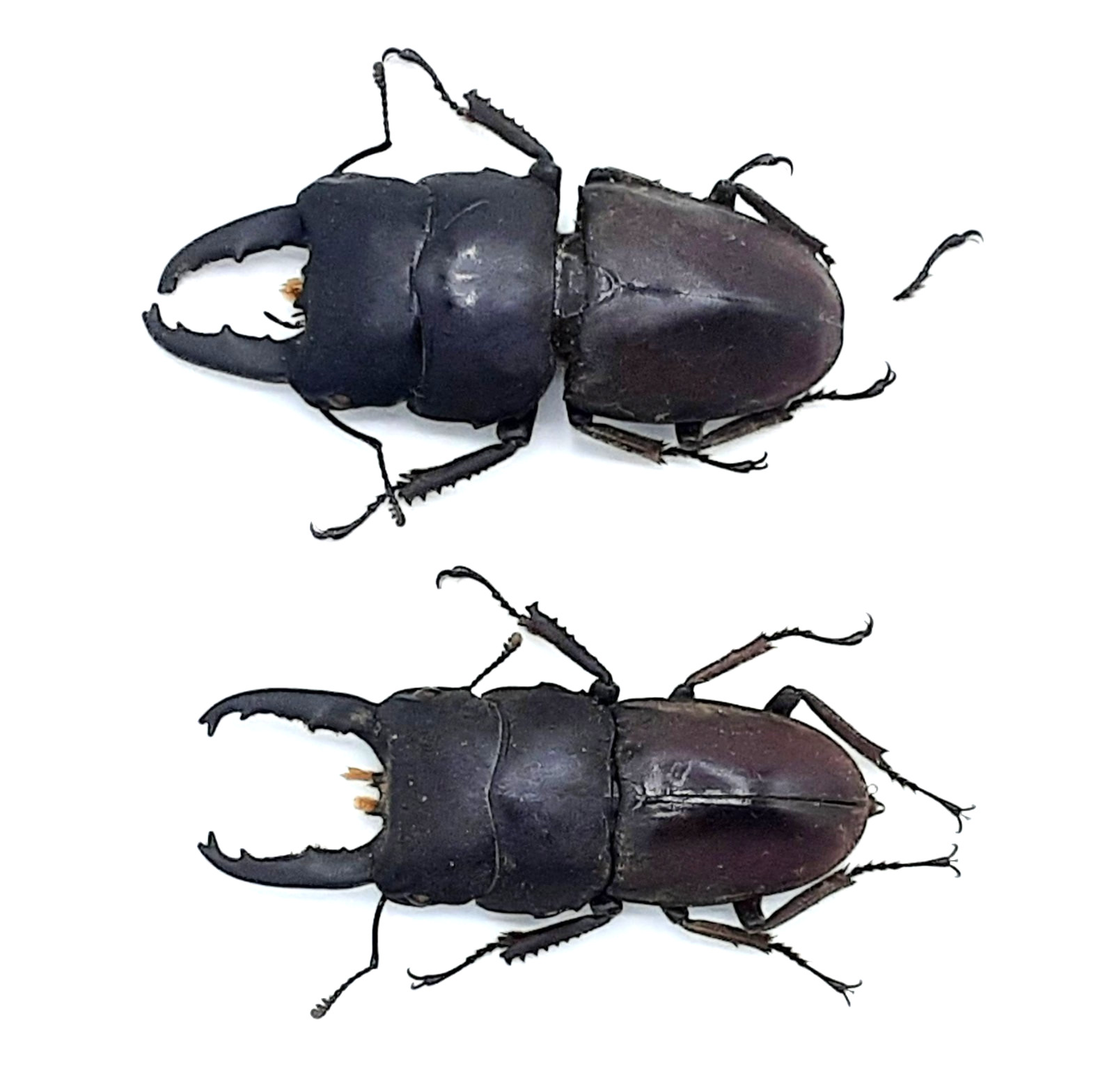 Lucanidae, 2x Serrognathus (Dorcus) taurus taurus, A-, 50/53+ mm, Sumatra