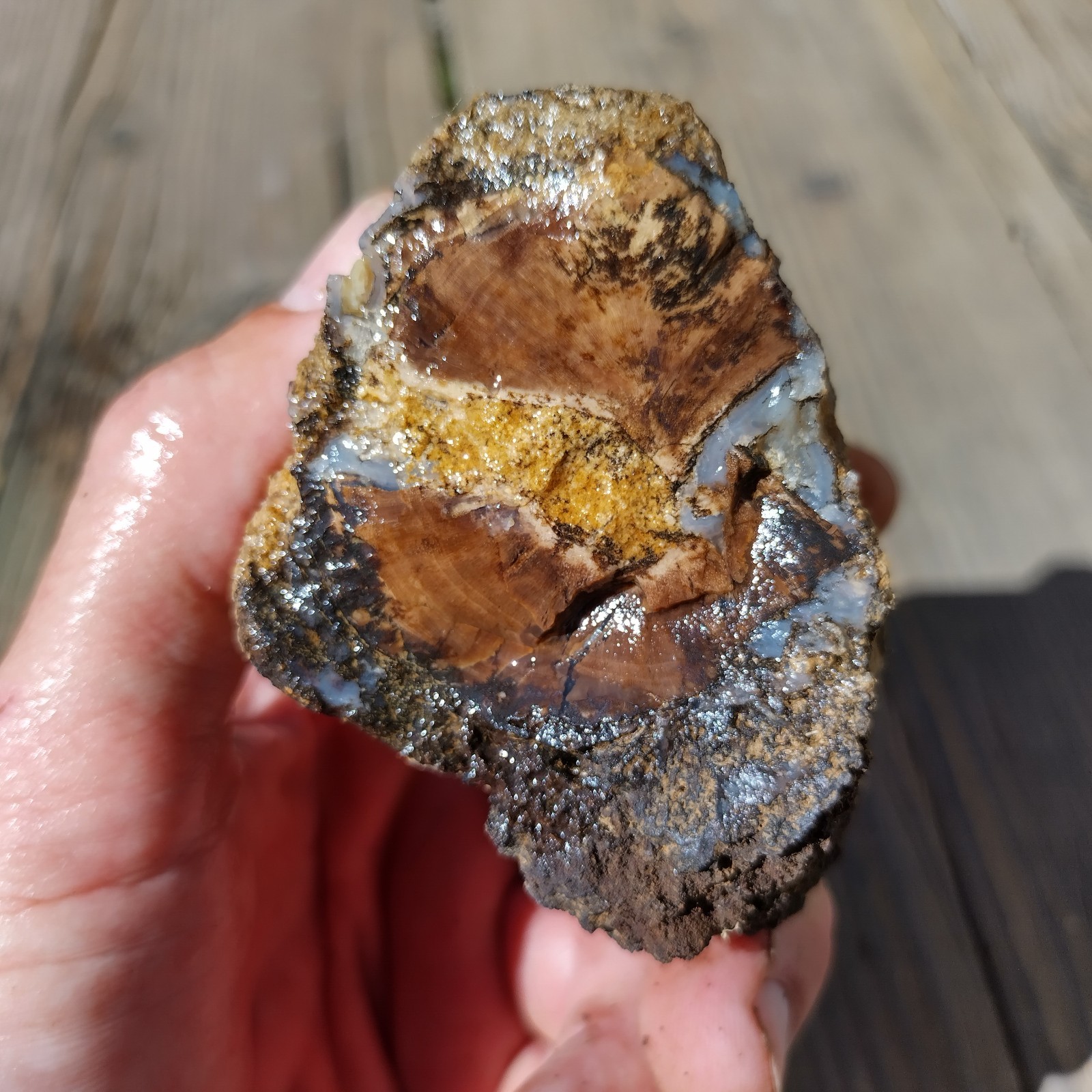 Blue Forest Petrified Wood Limb Cast – 12.3 oz.