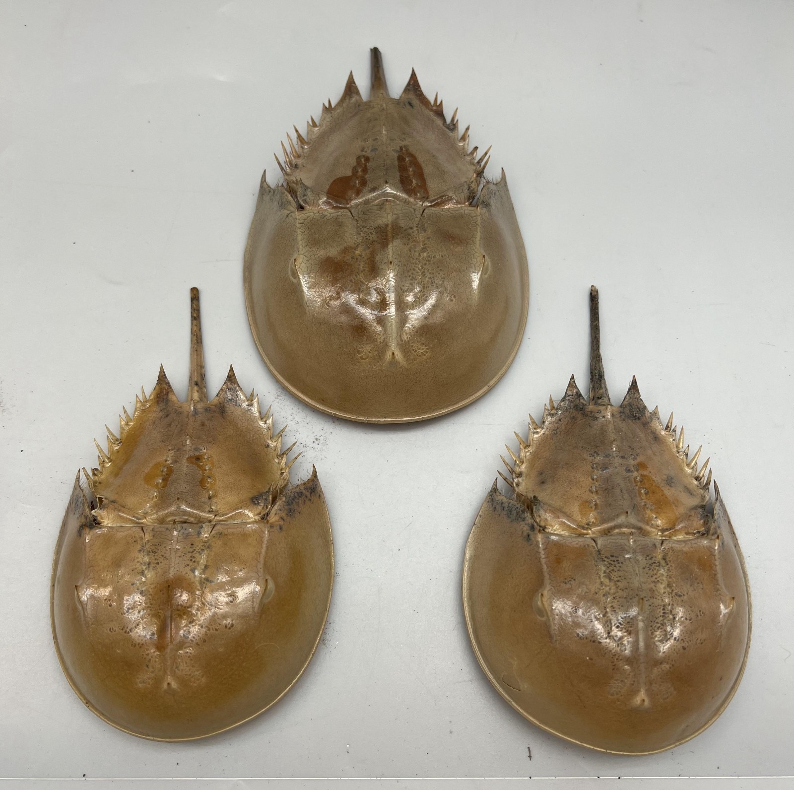 1PC Dried Molted Horseshoe Crab Shells – 6″ to 7″ – Natural Decor Art