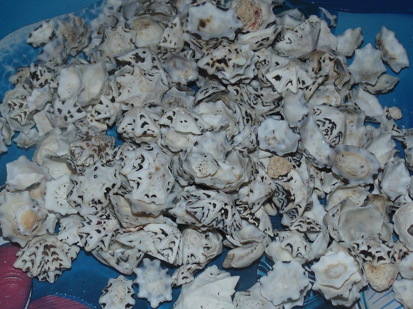 1/2 POUND OF STAR LIMPET SEA SHELLS, BEACH DECOR CRAFT TROPICAL NAUTICAL