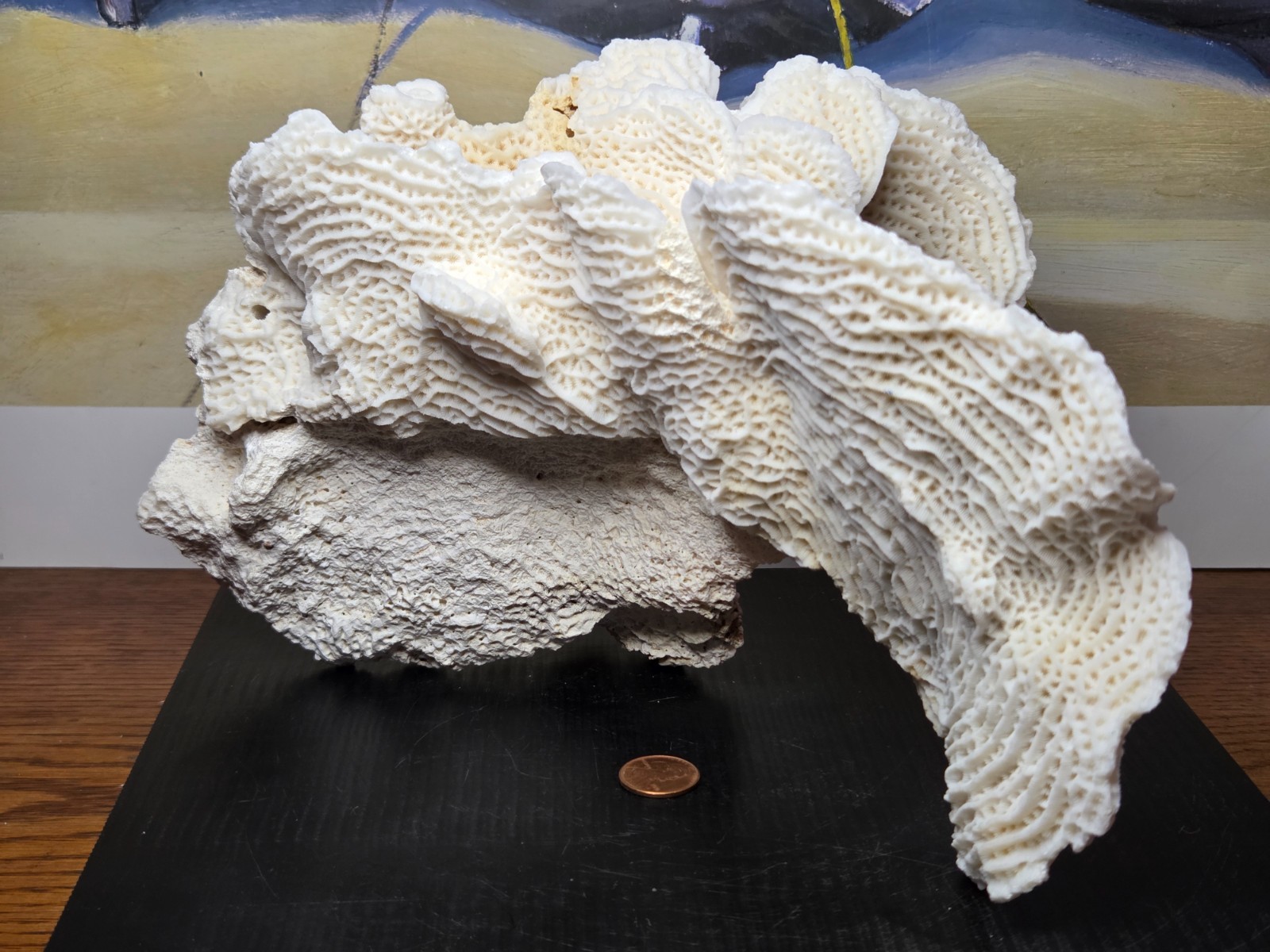 LARGE Coral Specimen Decorative Display 3.5lbs 10.5in x 6.5in x 6.5in w/Surfer