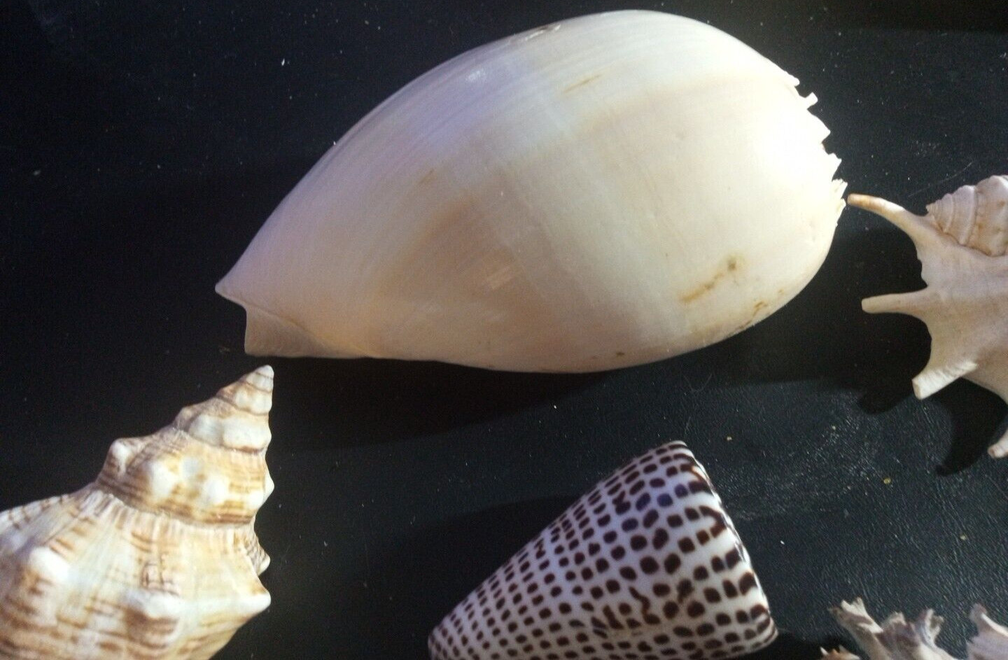 Natural Beach Mixed SeaShells sizes range from approximately 1″ to 7″