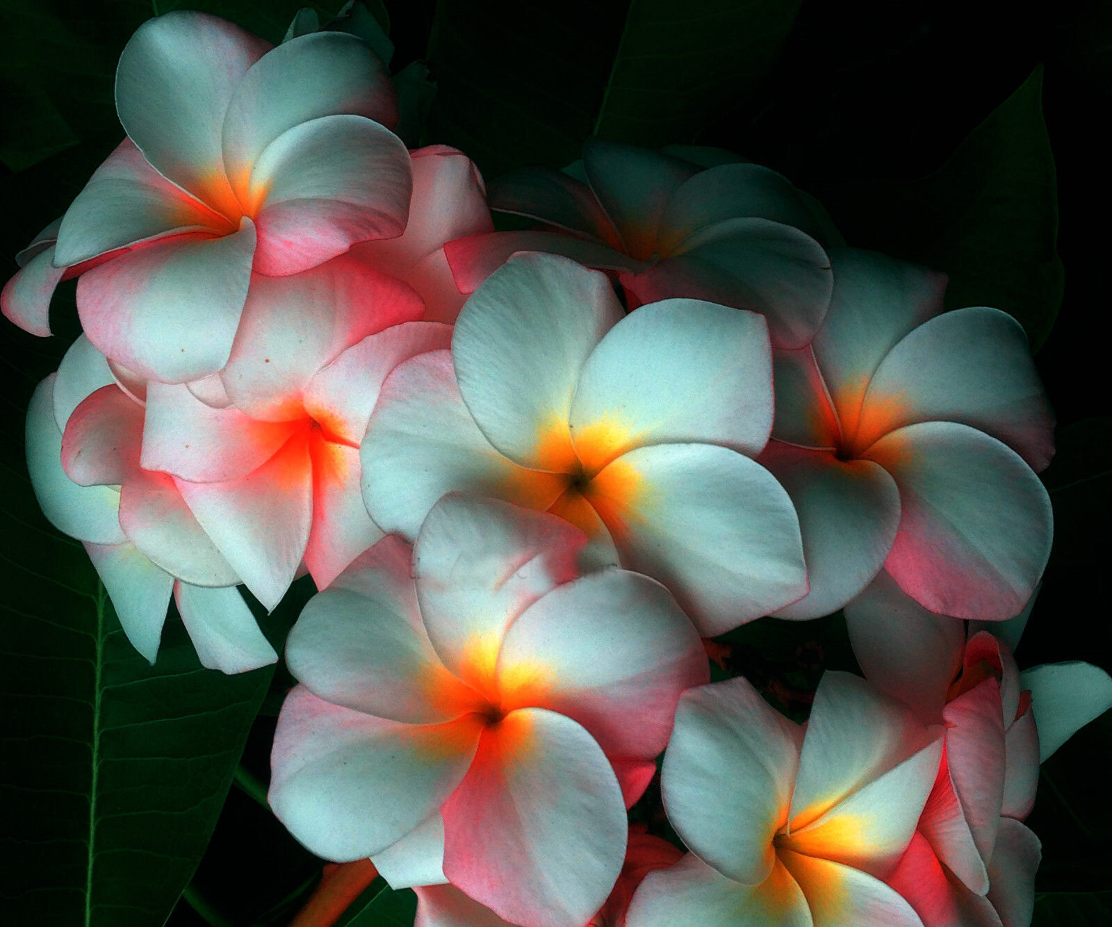 Plumeria/Frangipani/Plants/”Orande Paw”/mildly Fragrant Fresh 100 seeds