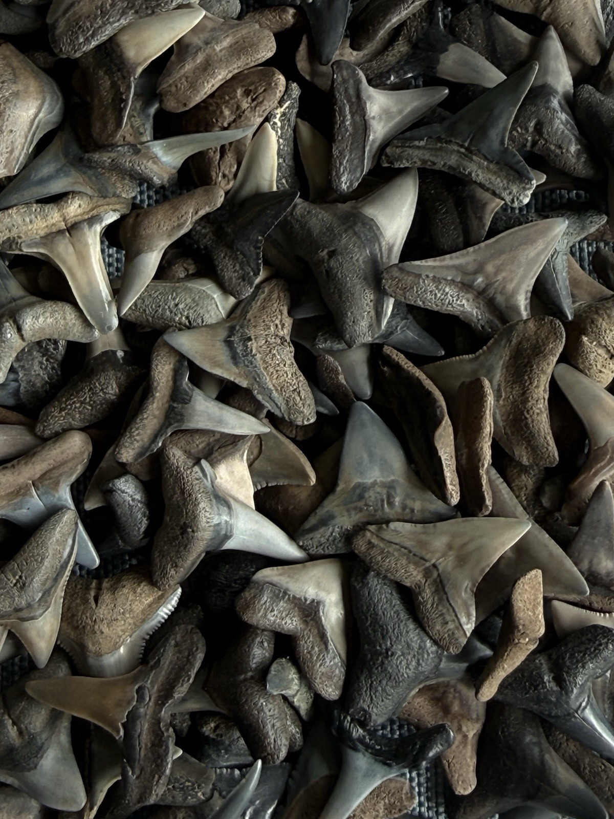 Lot of 25 fossilized 1/2 – 5/8 inch shark teeth from the Myakka river Venice Fl.