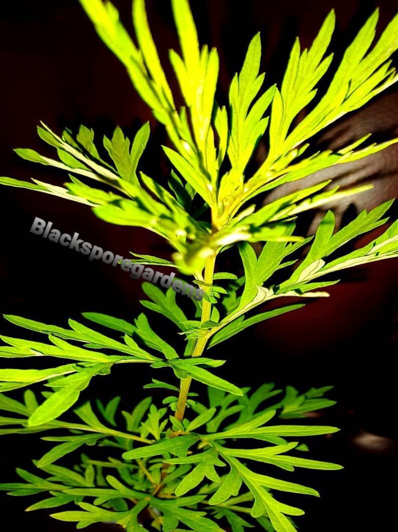2 Live Mugwort Plant (Artemisia vulgaris) Lucid dreaming 12 – 18 inches tall