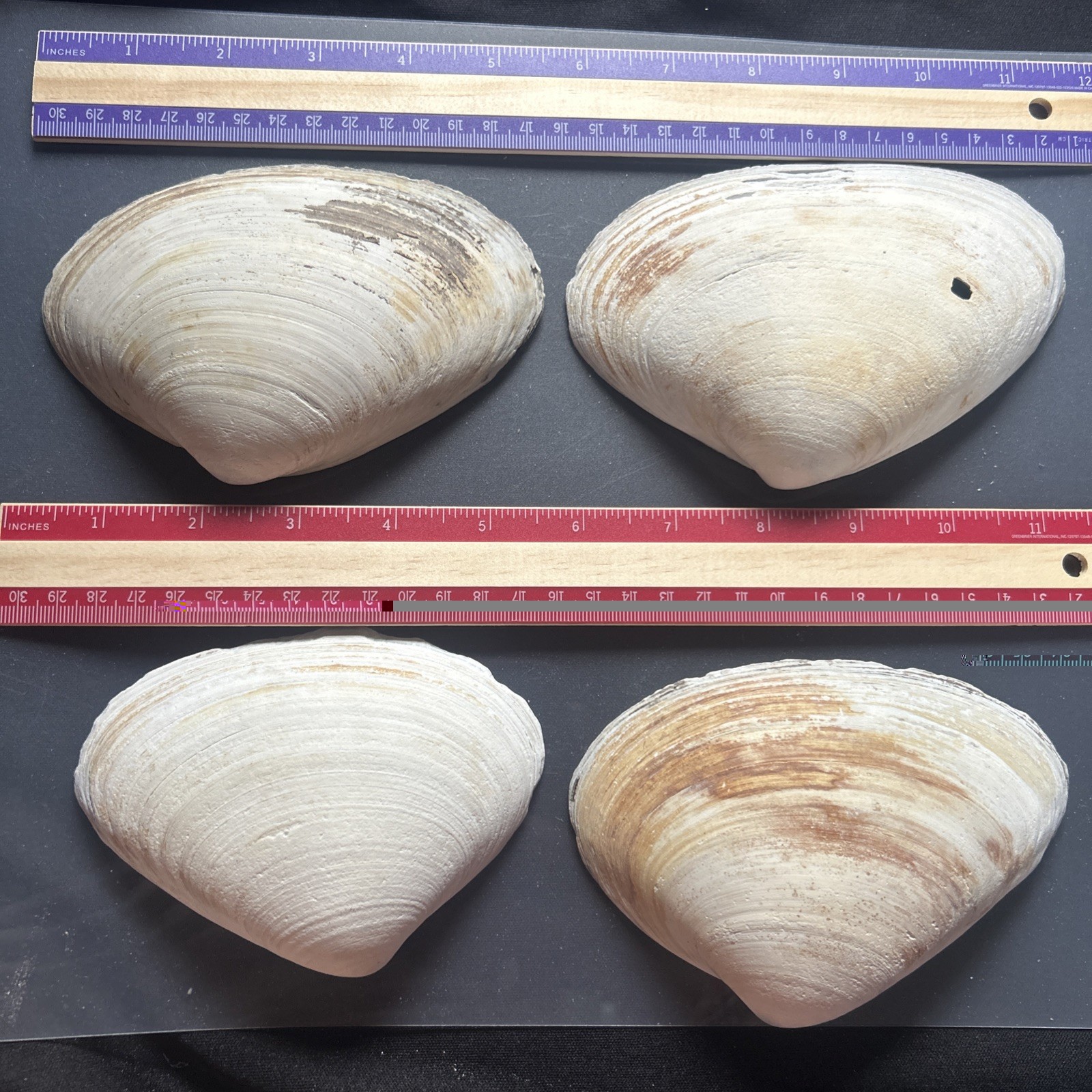 Clam Shell LOT, (4) Sea Clams, Large size crafts, smudging wiccan rituals lot36