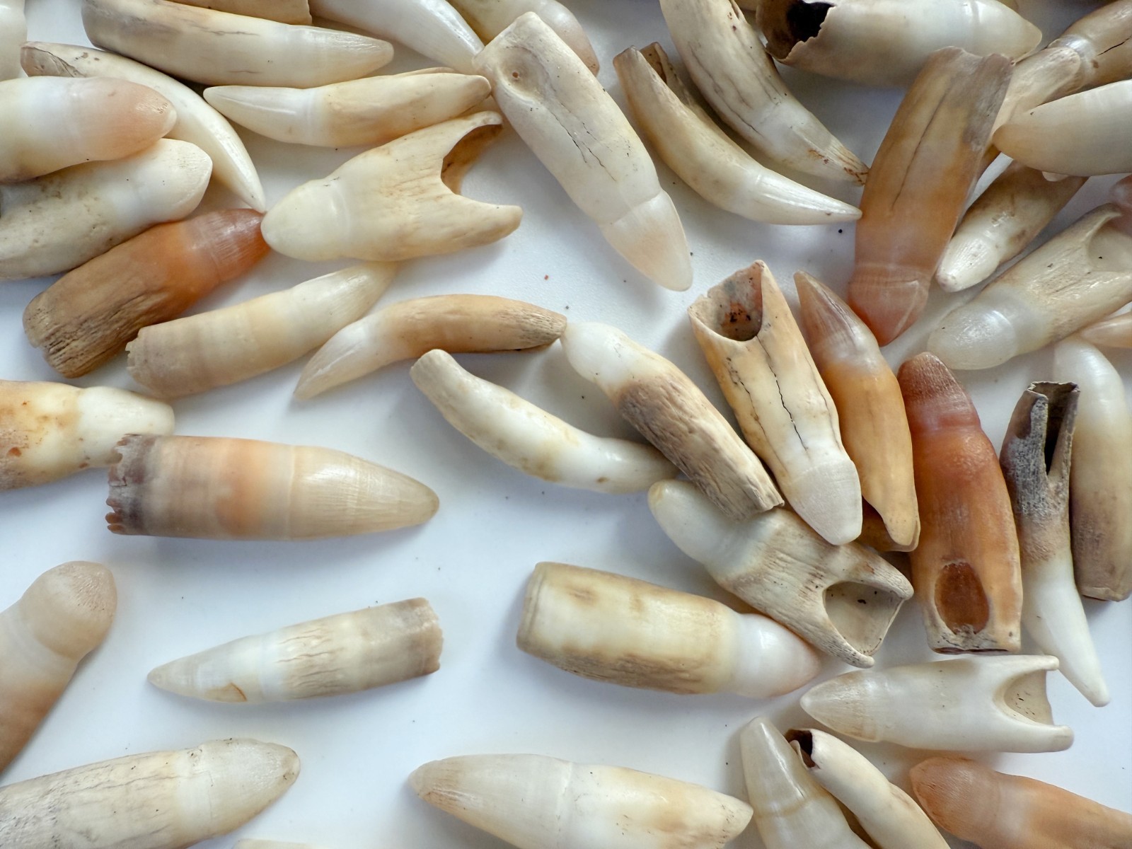 5PC Alligator Teeth for Making Gator Teeth Necklace Crafts About 1″ ~ 1 1/4″
