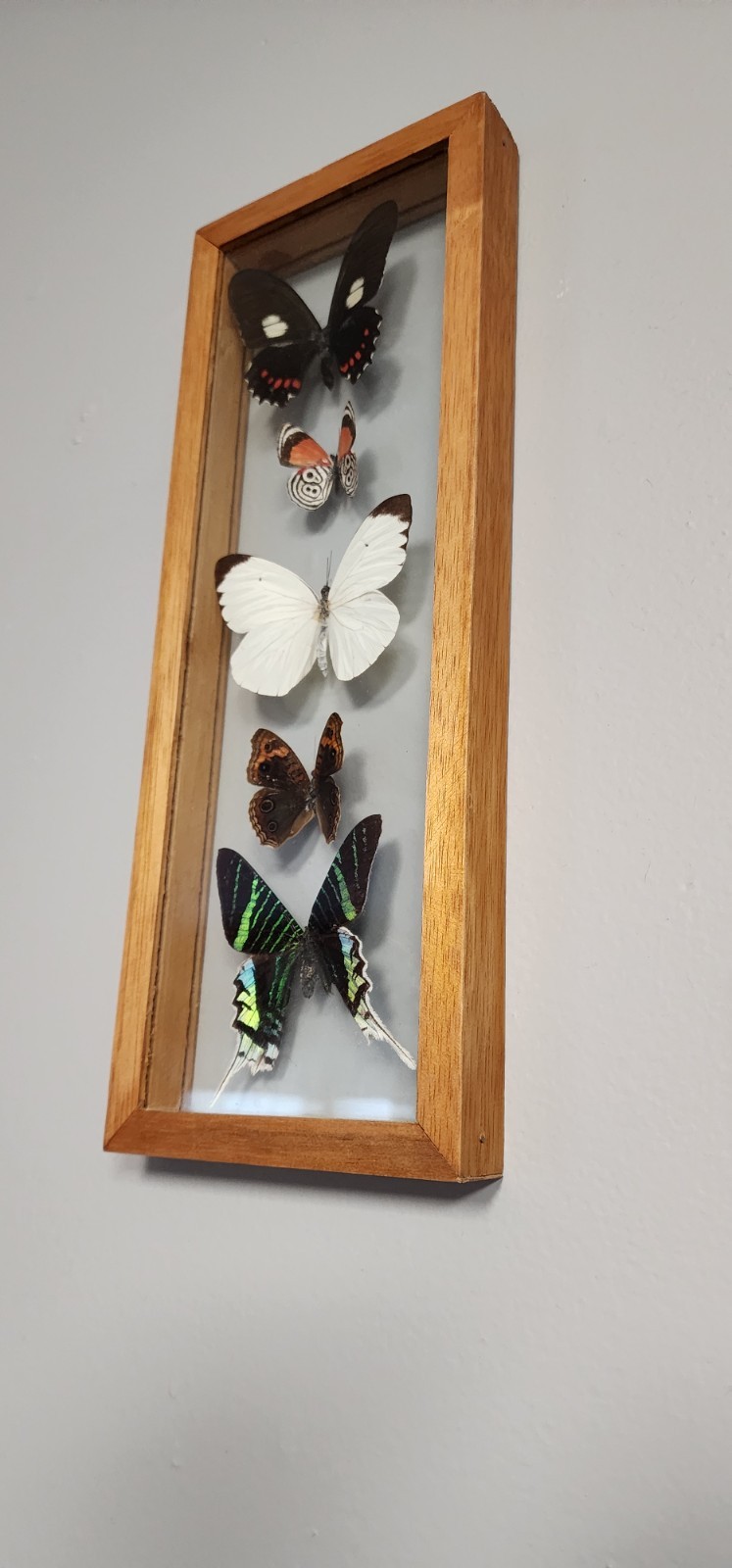 BUTTERFLY MOTH COLLECTION SET OF 2 FRAMED IN GREAT CONDITION.
