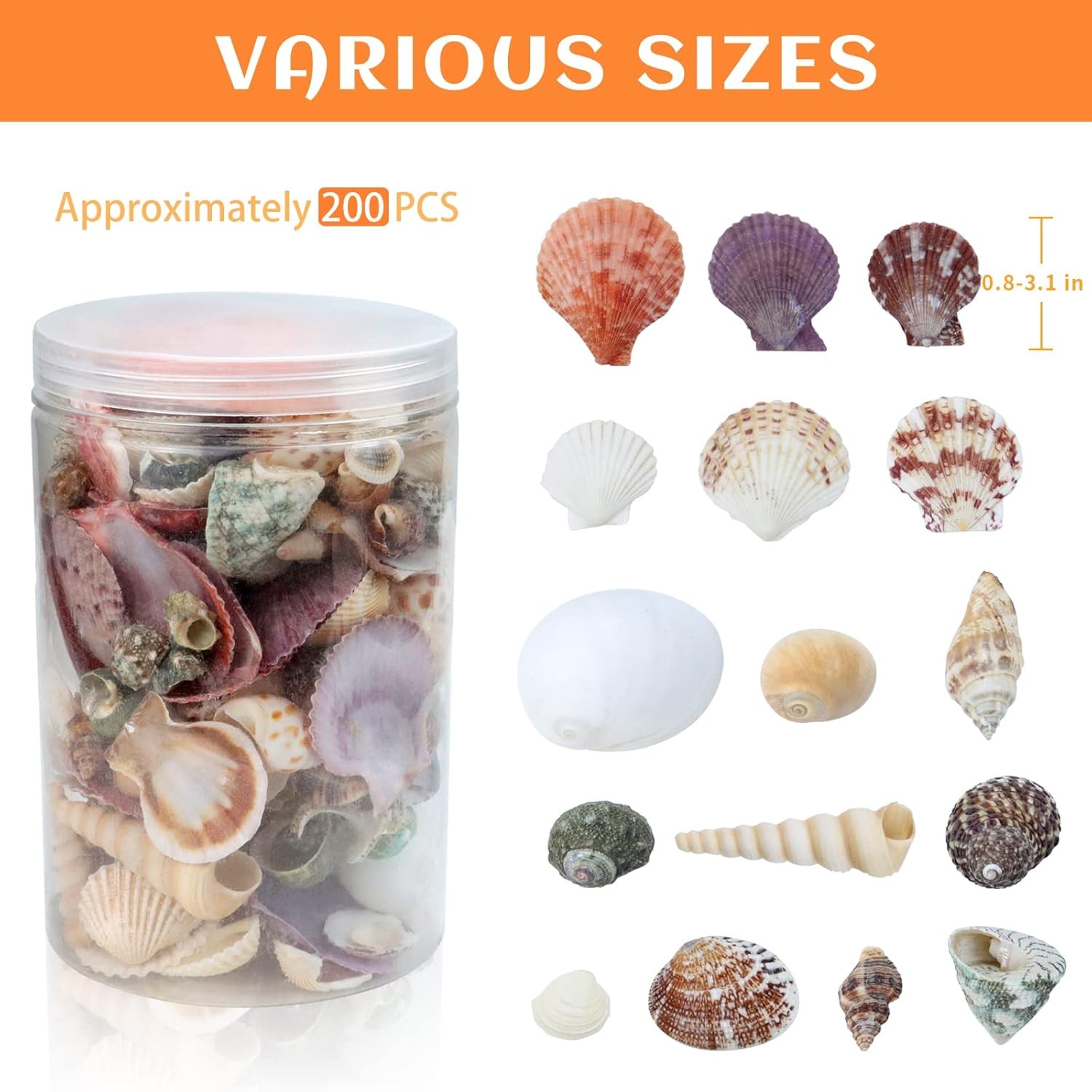 200 Pcs Sea Shells Bulk Mixed Ocean Beach Seashells for , Various Sizes Natur…