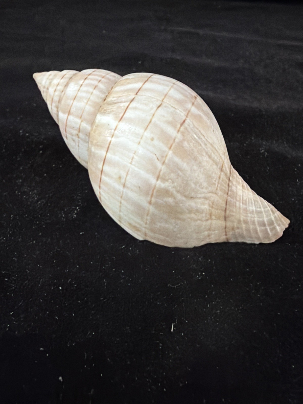 Banded Tulip, Fig Shell, & Dosinia Clam Shell Fl 1980 (S554)