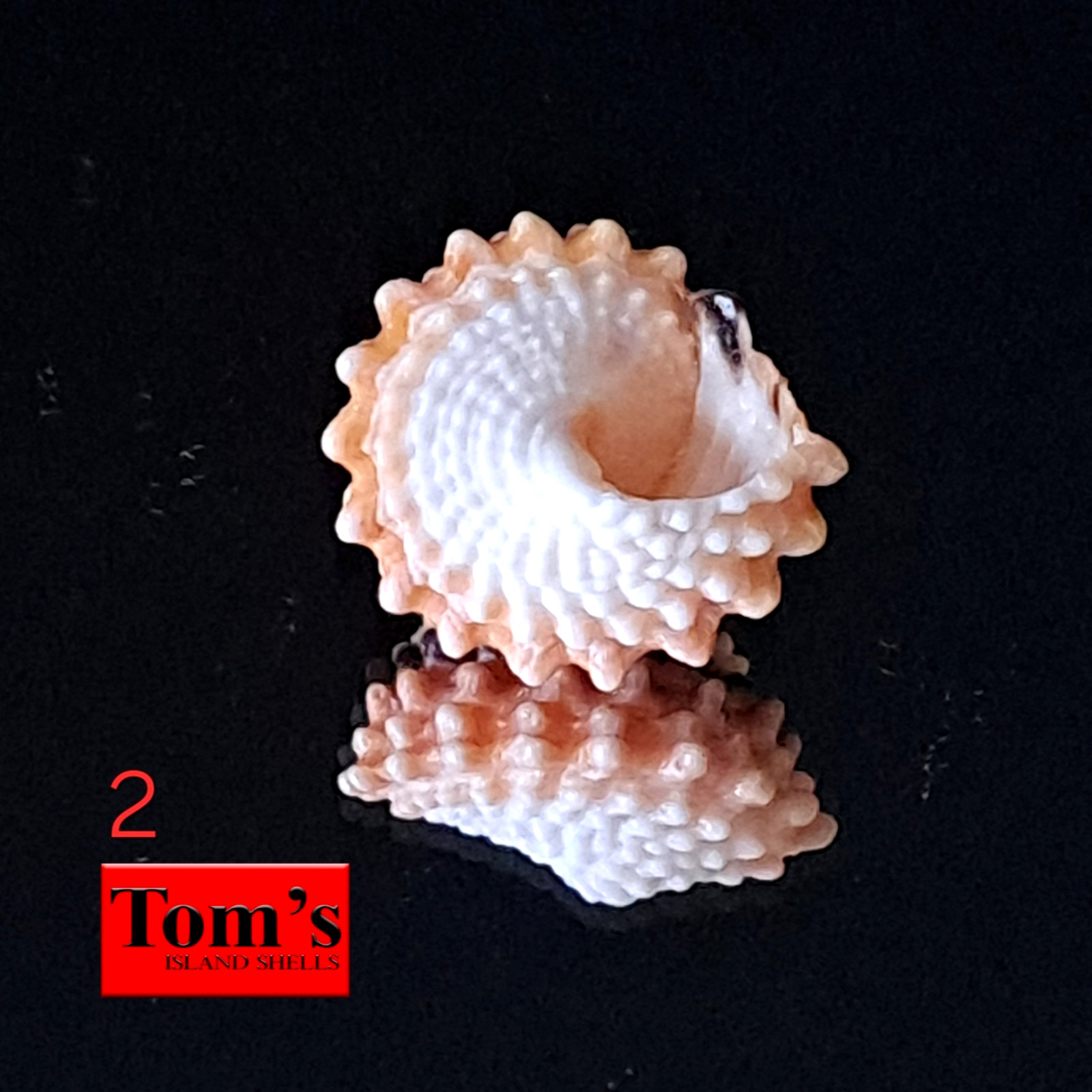 Tectarius coronatus #2 18.2mm ELEGANT GEM BEAUTY from the Philippines