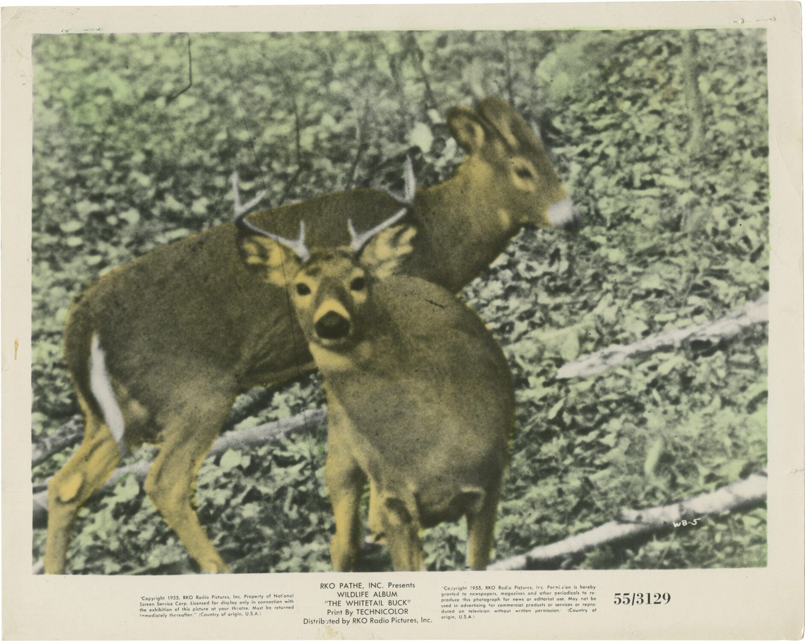 Thomas Mitchell WHITETAIL BUCK Two original photographs from the 1955 #167605
