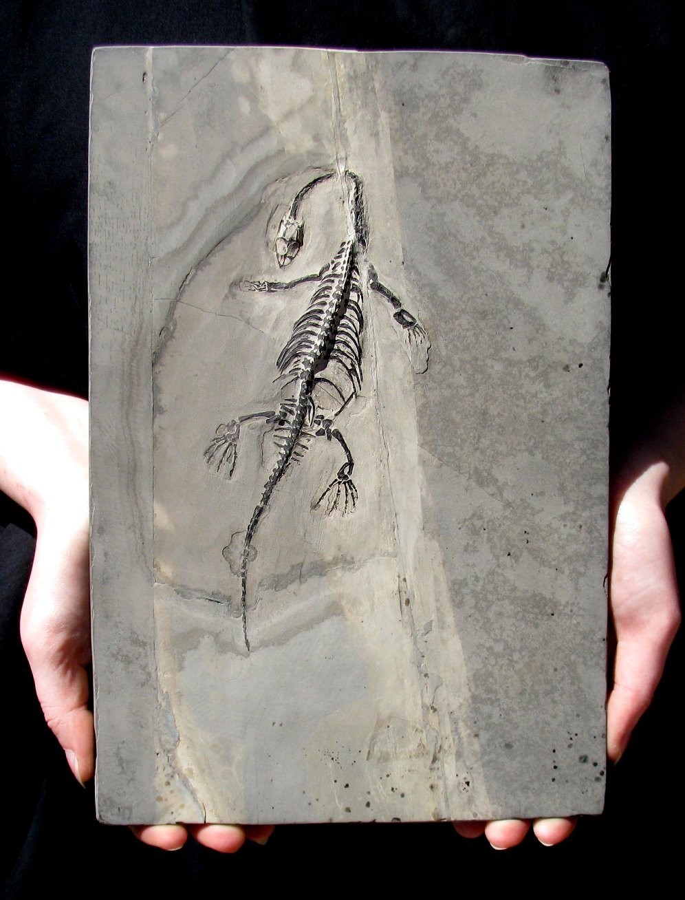 VERY DETAILED, COMPLETE KEICHOUSAURUS DINOSAUR-LIKE REPTILE – IT’S A REAL ONE!
