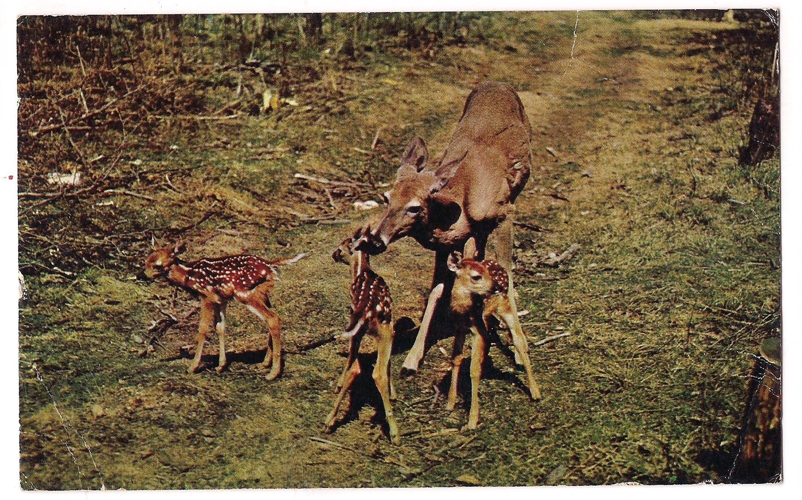 DEER TRIPLETS Three Fawns Baby and Mother On A Trail Mama Doe Kisses Postcard