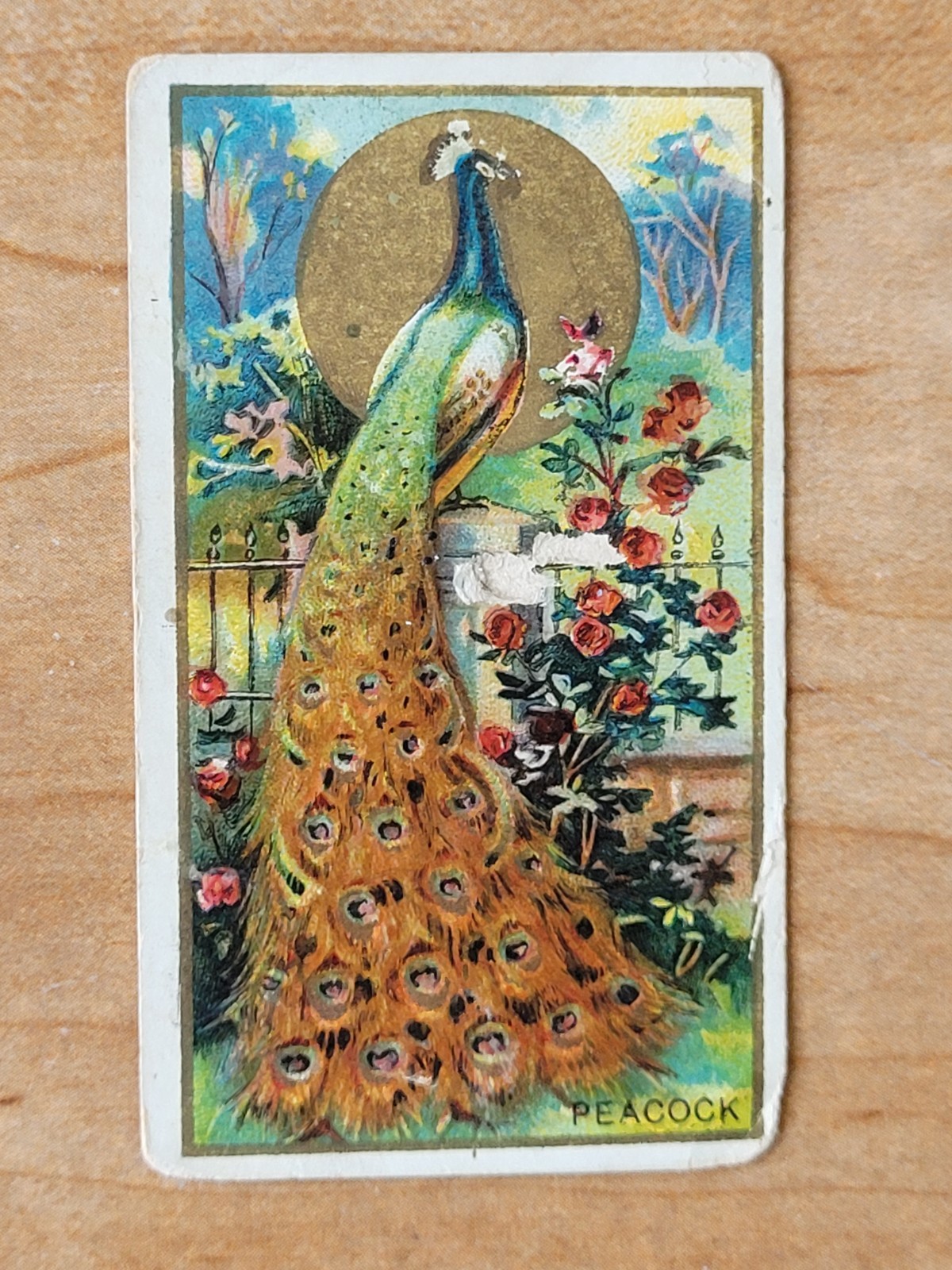 1910 T42 Bird Series White Border Peacock Piedmont Back