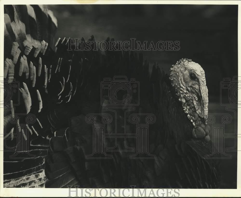 1995 Press Photo This turkey wonders if he will escape Thanksgiving. – noc73497
