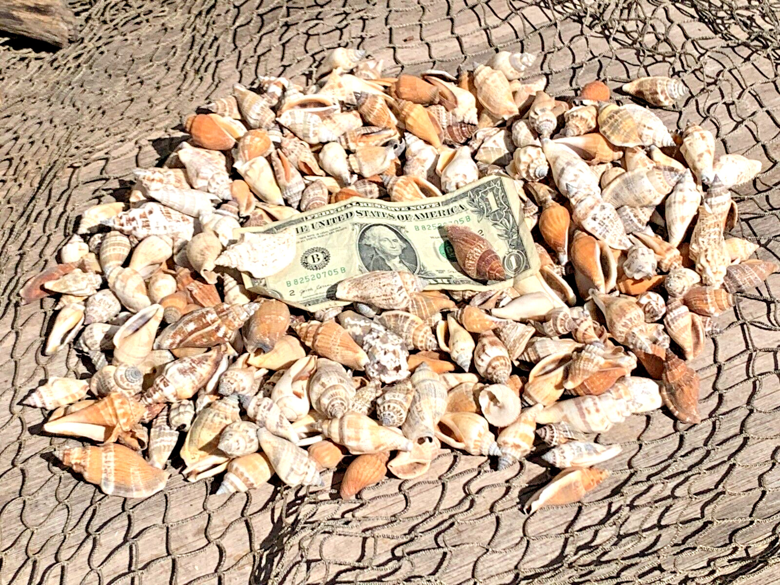 200+ Brown Chula Seashells Sea Shells Best Price 2+ lbs FREE Ship!