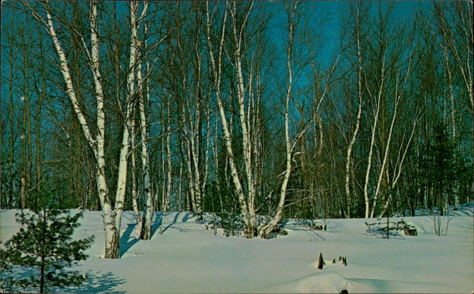 Avery Color Postcard Michigan White Birches Snowy Birch Trees Hoyt