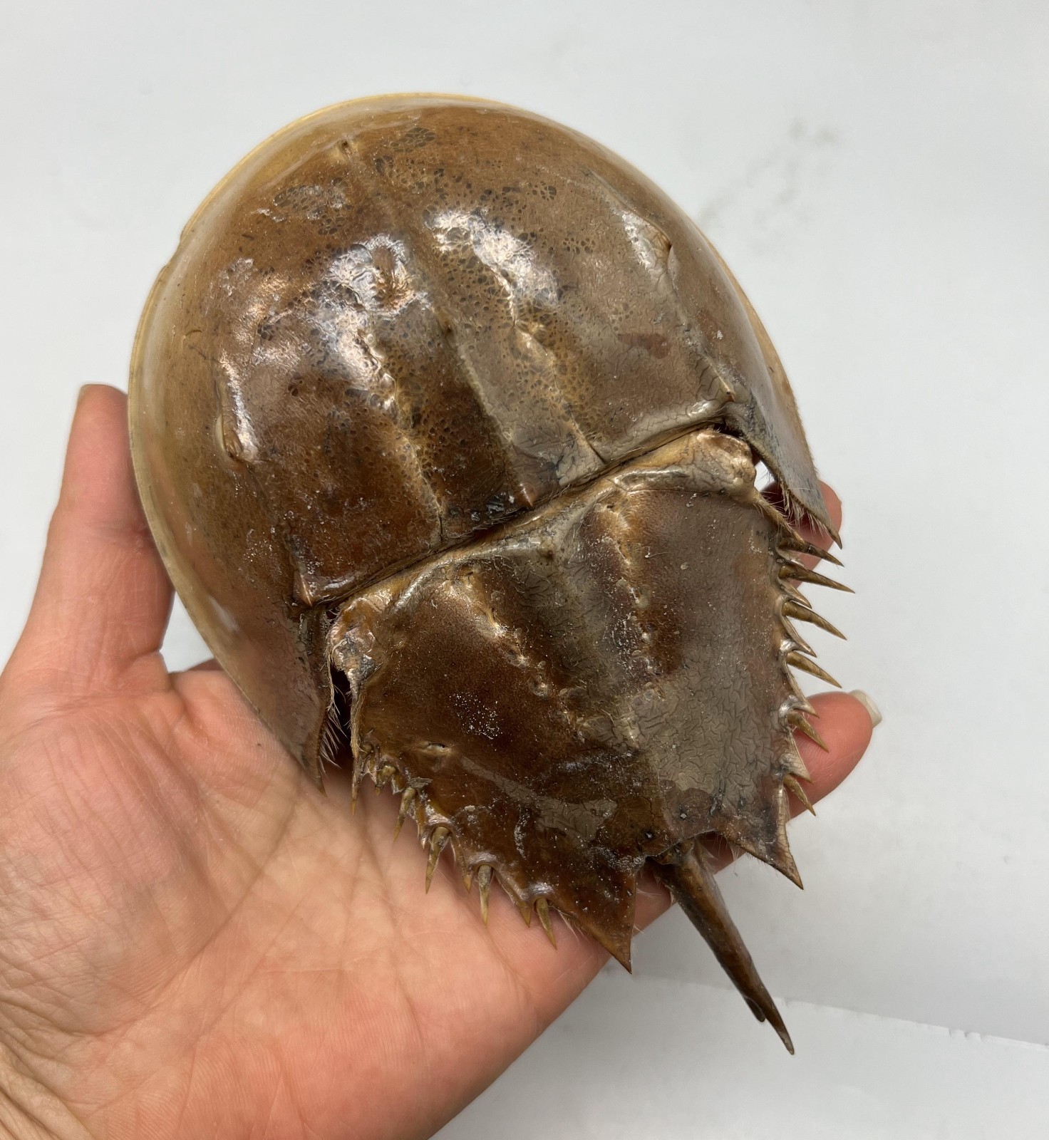 1PC Dried Molted Horseshoe Crab Shells – 6″ to 7″ – Natural Decor Art