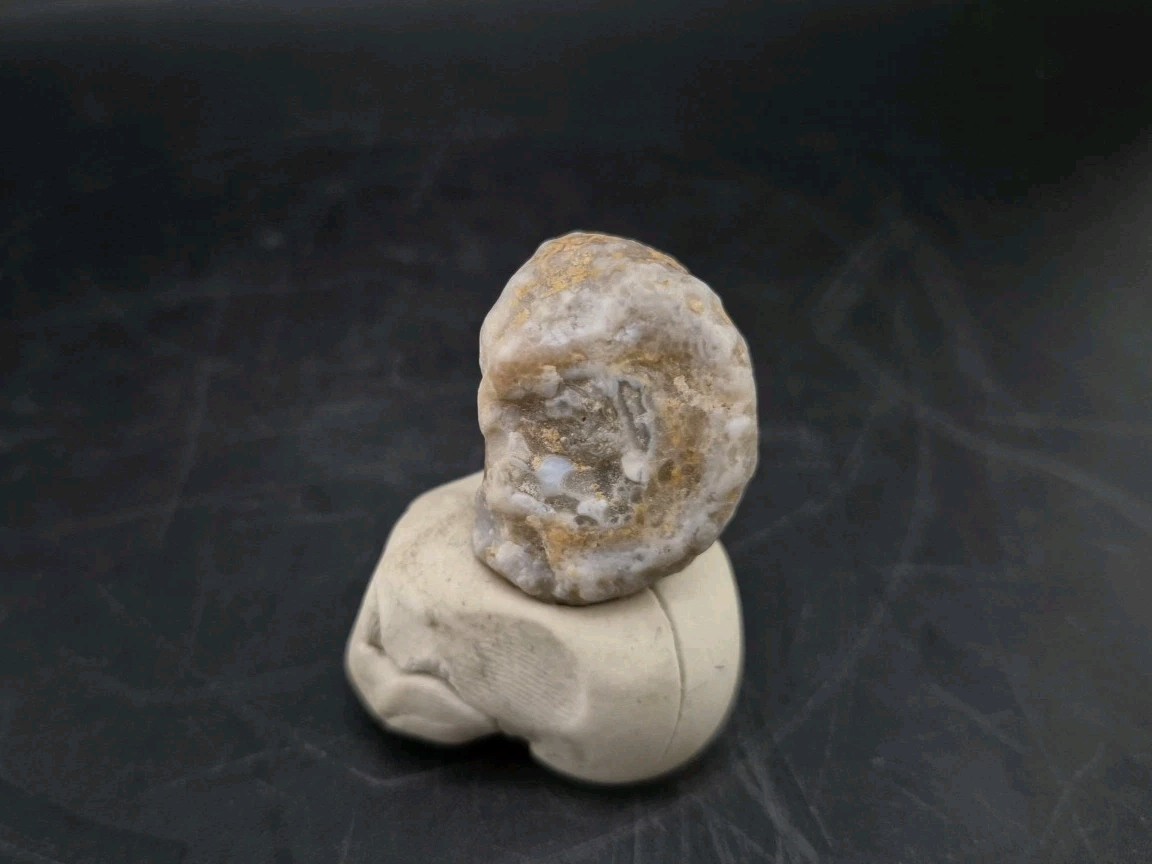 Fossilized Grub Insect 🐝