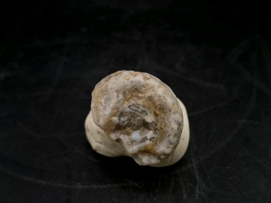 Fossilized Grub Insect 🐝