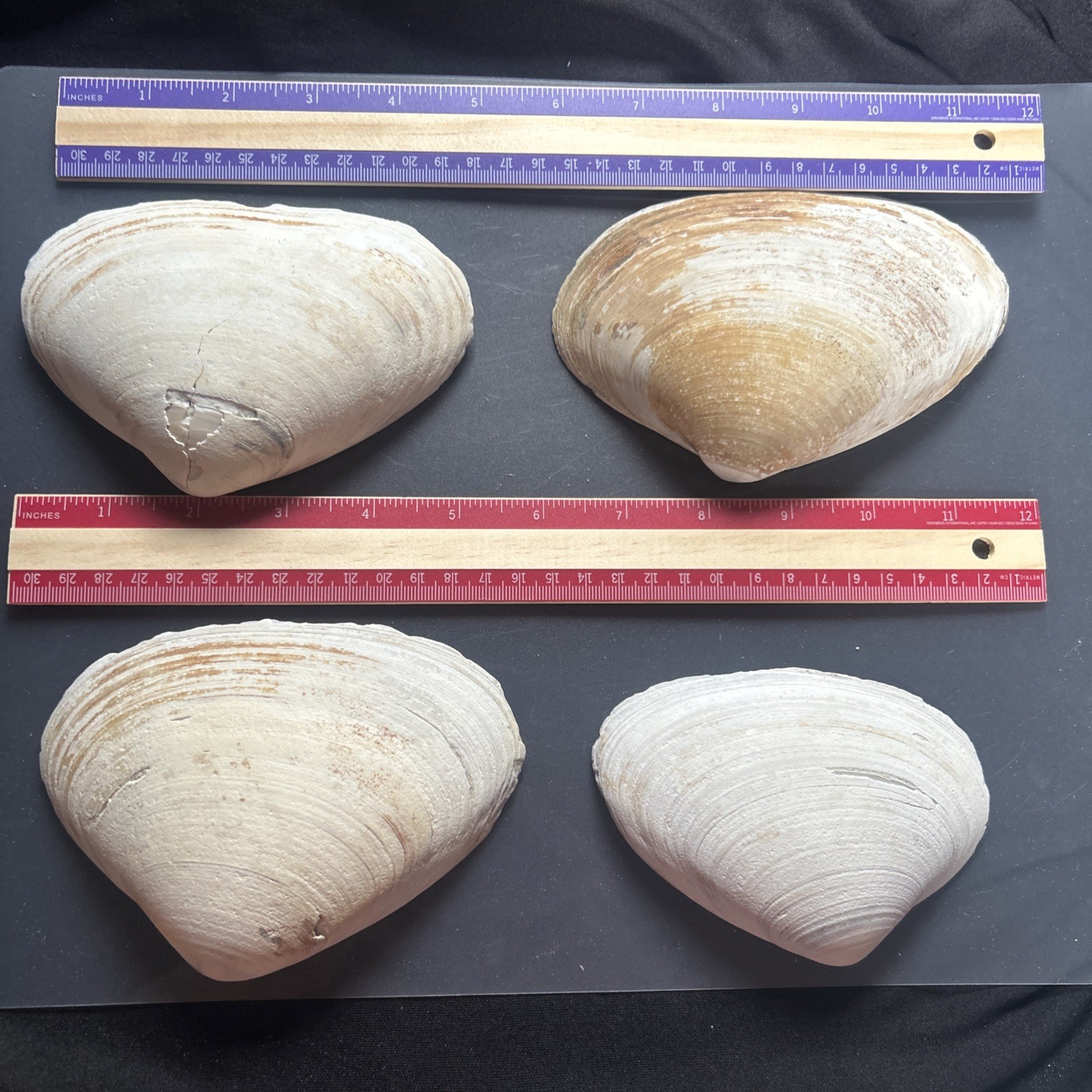 Clam Shell LOT, (4) Sea Clams, Large size crafts, smudging wiccan rituals lot46