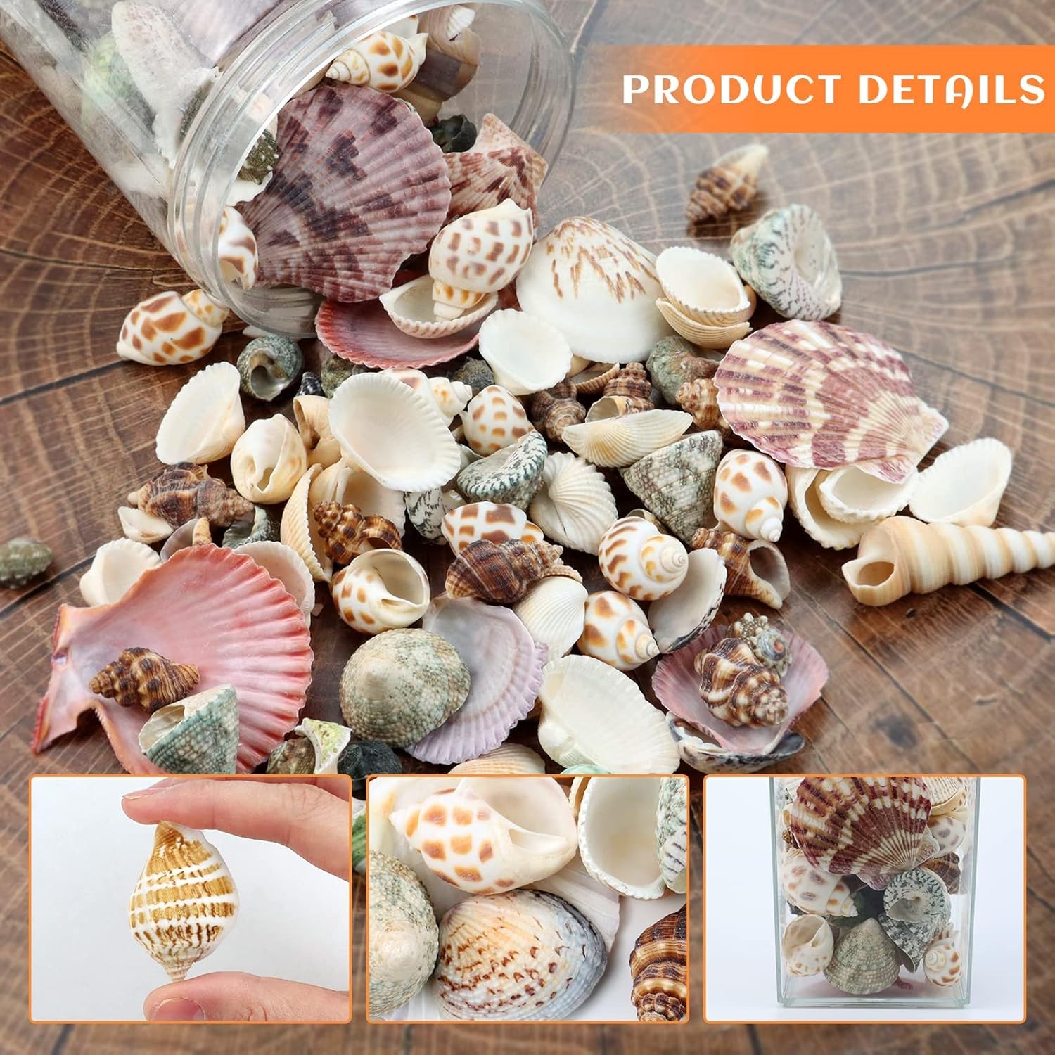 200 Pcs Sea Shells Bulk Mixed Ocean Beach Seashells for , Various Sizes Natur…