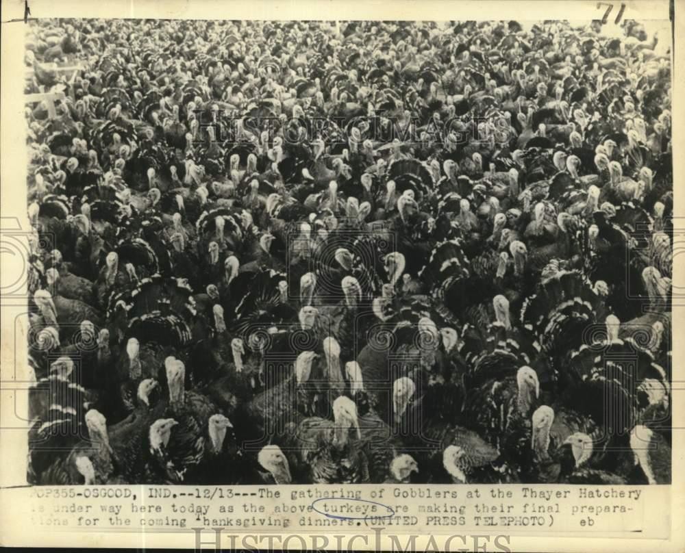 1952 Press Photo Turkeys at the Thayer Hatchery prior to Thanksgiving dinners